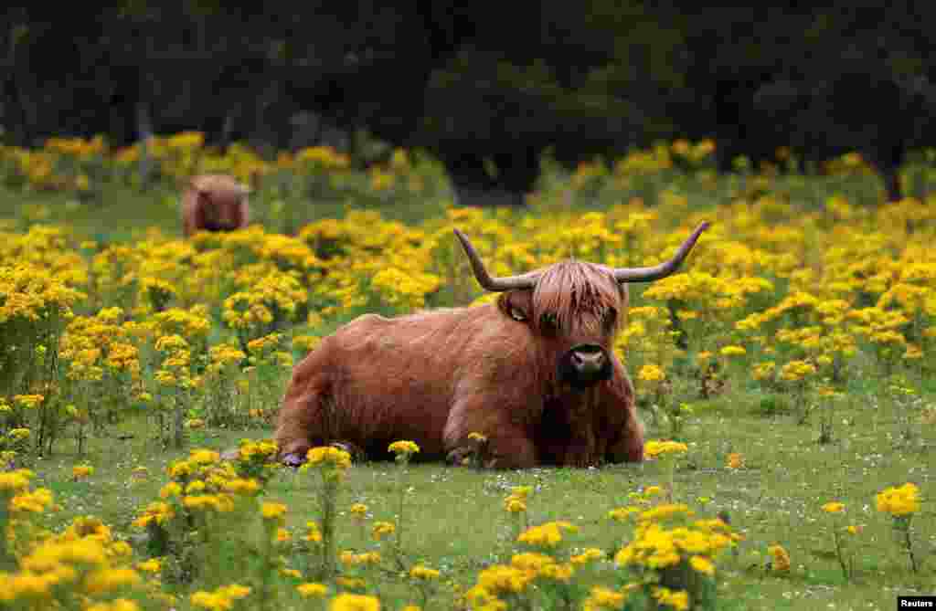 Highland cattle are seen in a field, near Pitlochry, Britain, Aug. 3, 2020.