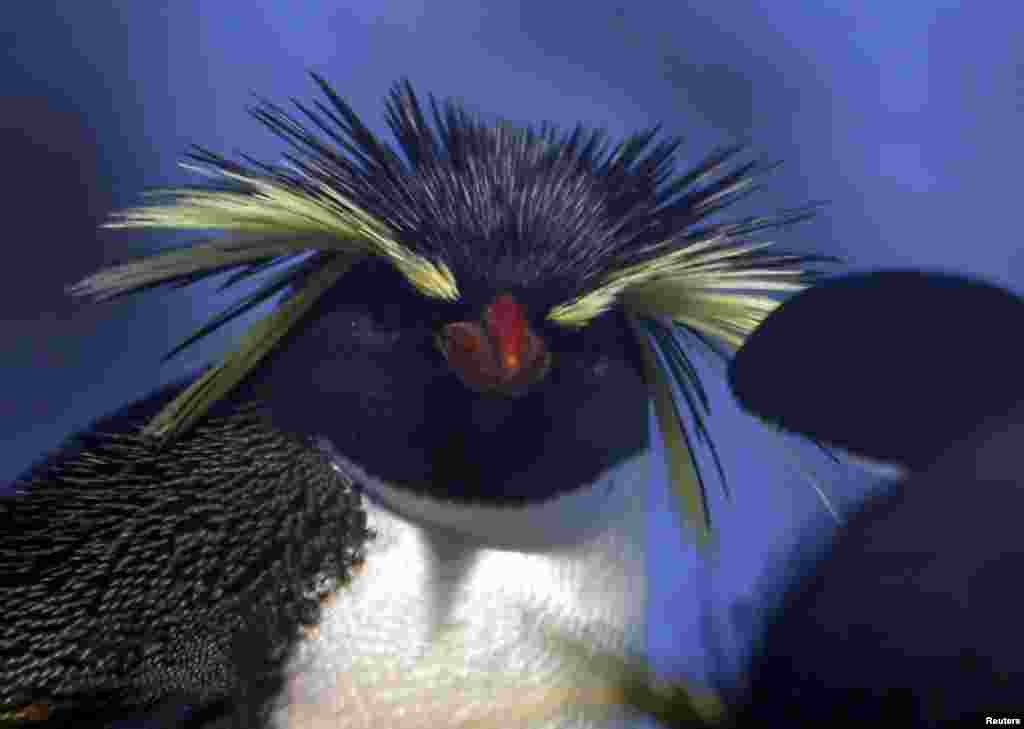 A northern rockhopper penguin stands in its enclosure at Munich's Hellabrunn Zoo, Germany.