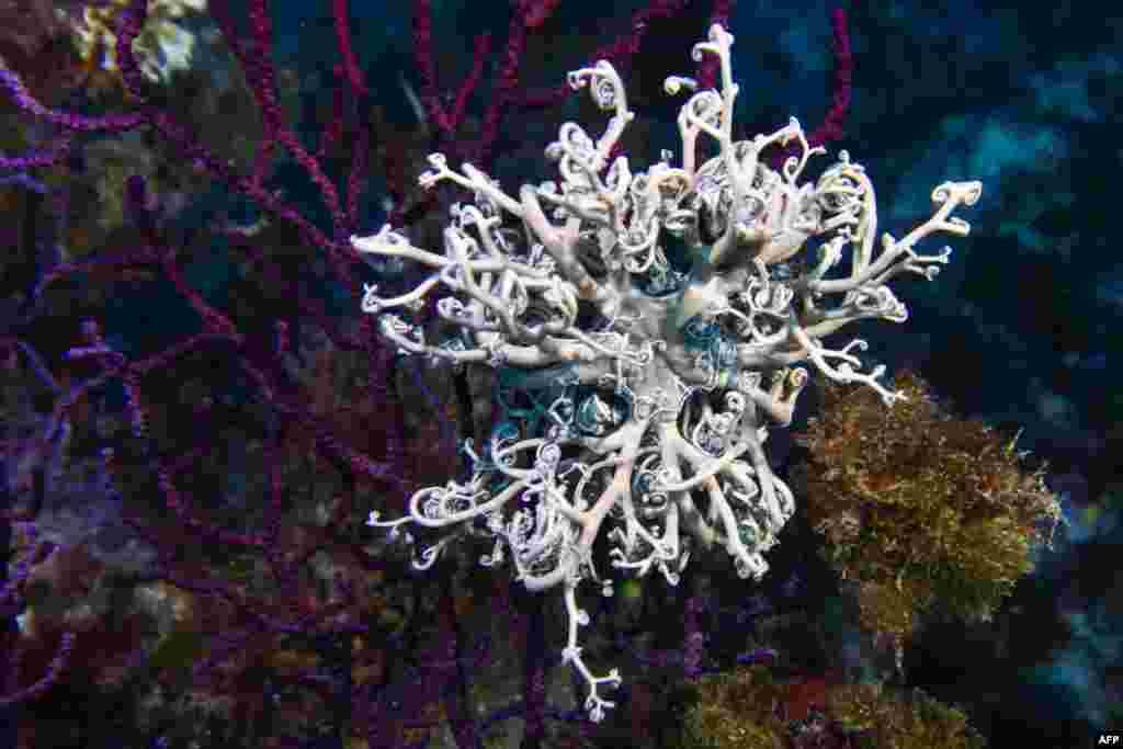 A basket star, or Gorgonocephalidae Astrospartus, is seen near La Ciotat, southern France.