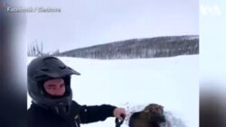 کینیڈا: برف میں پھنسے ہوئے موس کو بچا لیا گیا