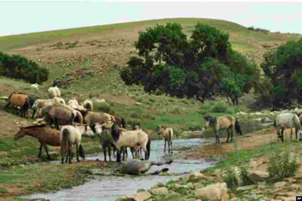 内蒙古锡林郭勒大草原