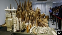 Journalists take pictures of the confiscated African ivory which will be destroyed as Hong Kong cracks down on an illegal wildlife trade that is devastating Africa's elephant population, Hong Kong, May 15, 2014.