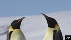 Two adult Emperor Penguins with a juvenile on Snow Hill Island, Antarctica.