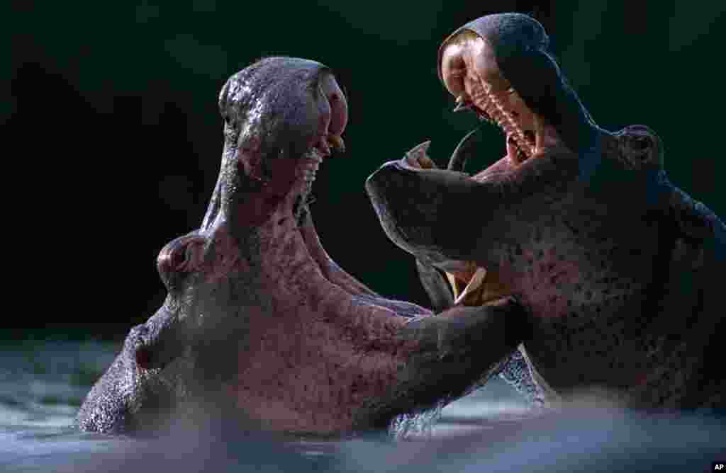 Virunga once harbored the world&#39;s largest population of hippopotamus. Numbers plummeted from 27,000 to 350, largely because poachers sell their mammoth teeth as ivory to unsuspecting buyers. These hippos were photographed on the Rutchuru River last year. (Courtesy World Wildlife Fund)