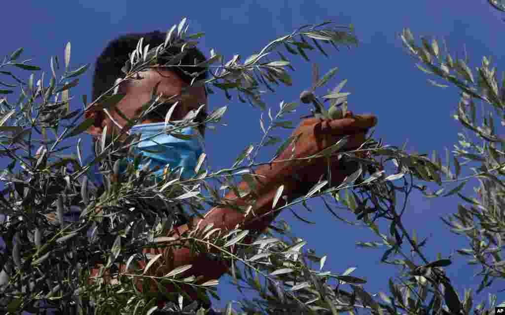 A Palestinian farmer harvests olives in Gaza City.