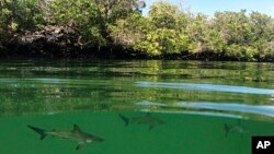 En esta foto del 25 de febrero de 2019 provista por el Parque Nacional Galápagos se ven tiburones martillo recientemente descubiertos en Santa Cruz, Galápagos, Ecuador.