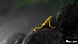 The Golden frog (Atelopus zeteki) is one of Panama's national symbols. It is listed by wildlife organizations as "critically endangered." 