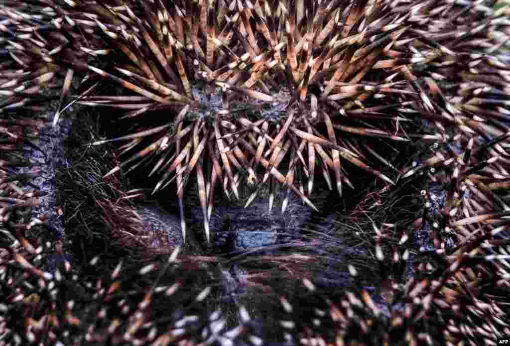 A hedgehog rolls itself up into a ball in a garden outside Moscow, Russia.