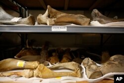 In this Nov. 25, 2014 photo, ancient mastodon bones sit on a shelf, part of an extensive discovery unearthed from Snowmass, Colo., inside a workroom at the Denver Museum of Nature and Science.