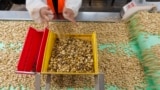 Pistachios are hand sorted at the Wonderful Pistachios & Almonds processing plant in Lost Hills, Calif., on Friday, Oct. 25, 2024. (AP Photo/Damian Dovarganes)