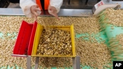 Pistachios are hand sorted at the Wonderful Pistachios & Almonds processing plant in Lost Hills, Calif., on Friday, Oct. 25, 2024. (AP Photo/Damian Dovarganes)