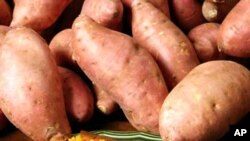 A batata doce é rica em vitamina A