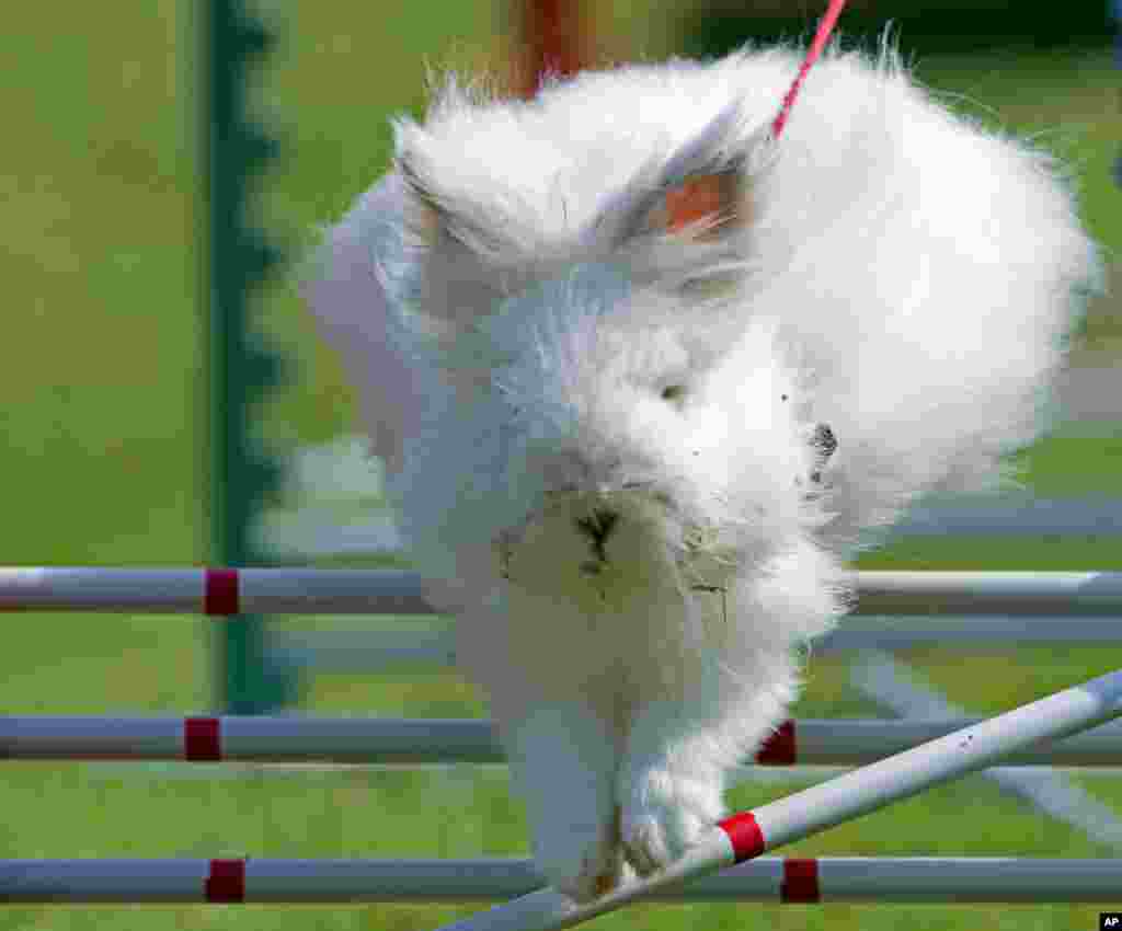 A rabbit jumps during the Kaninhop (rabbit-jumping) competition in Weissenbrunn vorm Wald, Germany.