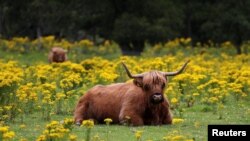 Highland cattle are seen in a field, near Pitlochry, Britain, Aug. 3, 2020.
