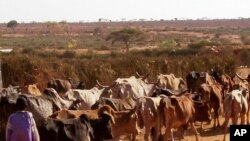 FILE - In this photo provided by the British charity Oxfam, a young boy is seen herding cattle in drought-hit Moyale, Ethiopia, on Feb. 15, 2006. 