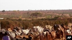 FILE - In this photo provided by the British charity Oxfam, a young boy is seen herding cattle in drought-hit Moyale, Ethiopia, on Feb. 15, 2006. 