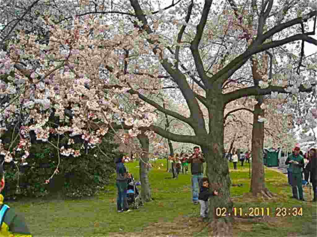 فستیوال شکوفه های گیلاس در واشنگتن ۲۰۱۱