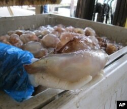Georgia jellyfish are dried, preserved and packaged before being sold to a seafood distributor that ships them to Japan, China and Thailand.