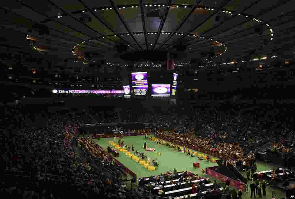 The Hound Group being judged at the 136th Westminster Kennel Club Dog Show in New York's Madison Square Garden, February 13, 2012. (REUTERS)