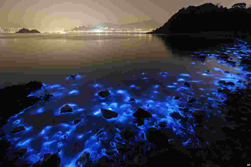 Một bức ảnh chụp bằng kỹ thuật phơi sáng lâu cho thấy tảo nở dọc theo bờ biển ở Hong Kong, ngày 22 tháng 1, 2015. Ánh sáng được kích hoạt bởi tình trạng ô nhiễm nông nghiệp có thể hủy hoại đời sống hải dương và ngành đánh bắt ở địa phương