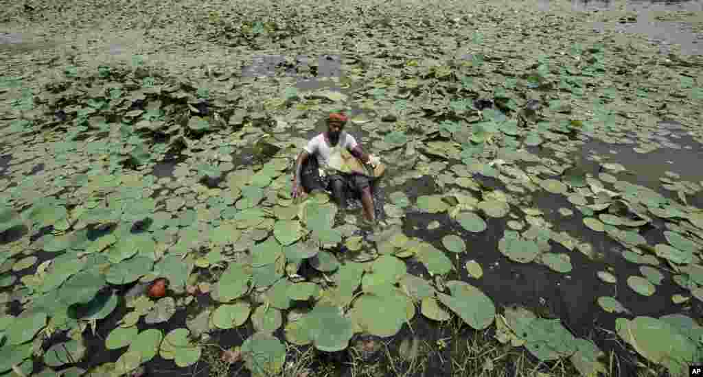 A man sits on an air-filled tube and collects lotus flowers to sell, in the Bindu Sagar pond in Bhubaneswar, India.