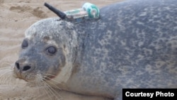 This harbor seal was among some 100 tagged with a GPS phone tag for the study. (Credit: Current Biology)