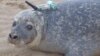 This harbor seal was among some 100 tagged with a GPS phone tag for the study. (Credit: Current Biology)