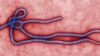 Guinea xác nhận có virus Ebola làm chết người