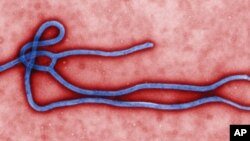 ຮູບຮ່າງແລະໂຄງສ້າງຂອງ Ebola virus. 