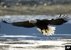 Thousands of pairs of bald eagles nest in the Tongass
