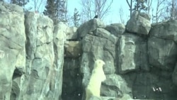 Scientists in Alaska Work to Save Polar Bears