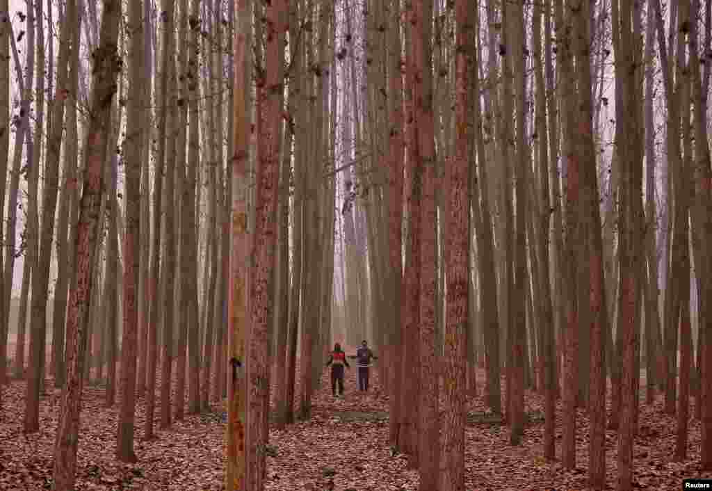 Men exercise between the trees on a cold winter morning in the outskirts of Srinagar, India.