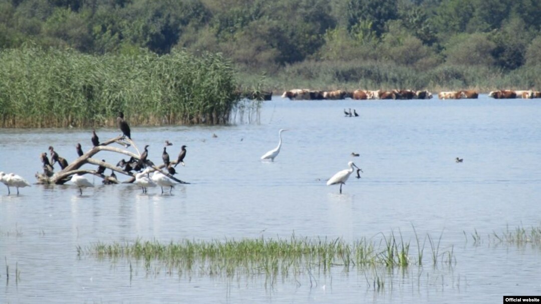 Labudovo okno (foto: Društvo za zaštitu i proučavanje ptica Srbije)