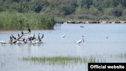 Labudovo okno (foto: Društvo za zaštitu i proučavanje ptica Srbije)