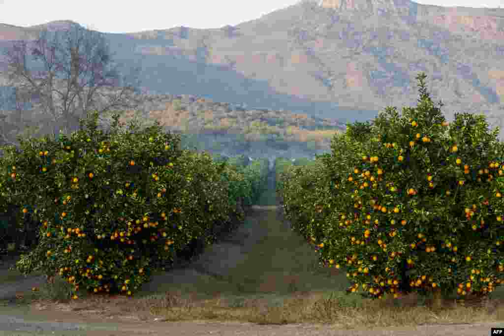 باغ درختان مالته در حومه شهر مبومبیلا در افریقای جنوبی