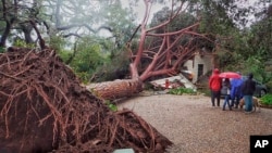 A large tree believed to be 100 years old came down into this Santa Barbara, Calif., home, Feb. 2, 2019, during Saturday's winter storm. A wind gust topped 80 mph (128 kph) as the storm moved south and later dropped more than a half-inch (1.27 cm) of rain in five minutes.