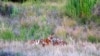 중국 연변 야생 백두산 호랑이 27마리로 늘어 