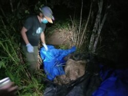 Bangkai harimau Sumatra yang ditemukan membusuk di kawasan hutan produksi di Kabupaten Siak, Provinsi Riau, Kamis 27 Agustus 2020. (Courtesy: BBKSDA Riau)