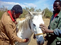 Keeping Equine healthy is a necessity