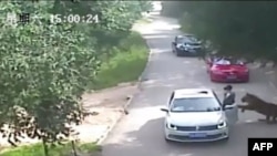 This video frame grab received from China's state broadcaster CCTV on July 25, 2016, shows a tiger (far R) attacking a passenger after she stepped out a car at Beijing Badaling Wildlife World on July 23, 2016.