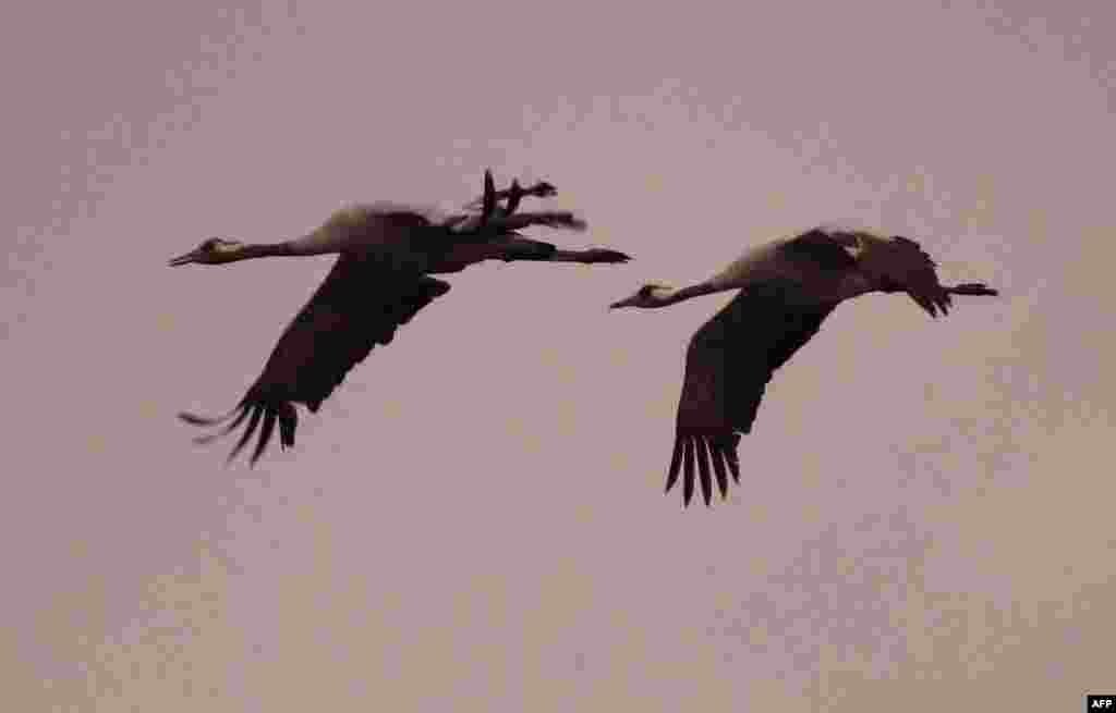 Cranes fly over the Teufelsmoor &quot;Devil&#39;s moor&quot; in Gnarrenburg, nothern Germany.