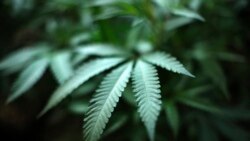 Quiz - Medicinal Cannabis Not Proven in Mental Health
