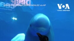 Пінгвіна пустили подивитися на білух в акваріумі Чикаго. Відео