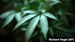 This August 15, 2019 file photo shows a marijuana plant in an indoor cannabis farm in Gardena, California.