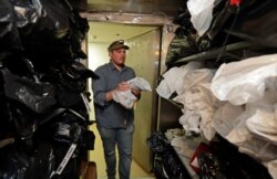 In this photo taken in the early morning hours of Oct. 24, 2018, wildlife technician Jordan Hazan places a male barred owl he shot earlier in the night into a storage freezer in a lab in Corvallis, Ore.