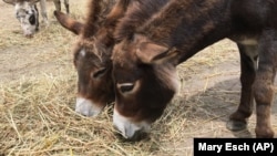 Small donkeys eat hay at Donkey Park in Ulster Park, New York. Steve Stiert offers free donkey-aided therapy programs and educational events as part of his mission to protect donkeys from mistreatment and neglect.