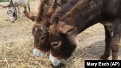 Small donkeys eat hay at Donkey Park in Ulster Park, New York. Steve Stiert offers free donkey-aided therapy programs and educational events as part of his mission to protect donkeys from mistreatment and neglect.