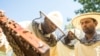 Abdul Adan shows Elele Okbe and Kobir Hossin how to tend to beehives in Alessandria, Italy, Aug. 22, 2017. 