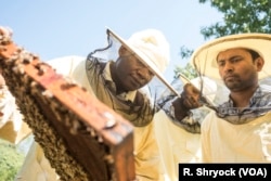 Abdul Adan shows Elele Okbe and Kobir Hossin how to tend to beehives in Alessandria, Italy, Aug. 22, 2017.