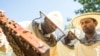 Italian Program Prepares Immigrants for Jobs as Beekeepers